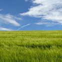 Greenfields